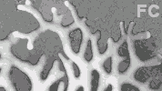 Hydraire ramifié Hydraire ramifié