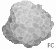 Corail bulle Corail bulle