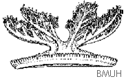 Cassiopée Cassiopée