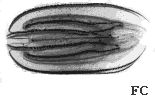 Ovale Ovale