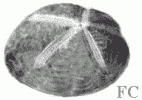 Oursin coeur Oursin coeur