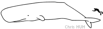 Cachalot Cachalot