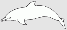 Dauphin Dauphin