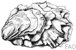 Huître Huître