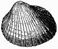 Pétoncle Pétoncle