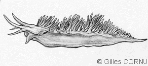 Nudibranche éolidien Nudibranche éolidien