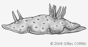 Nudibranche Nudibranche