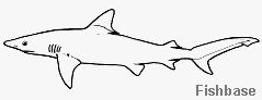 Requin Requin