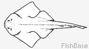 Requin ange Requin ange
