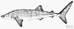 Requin baleine Requin baleine