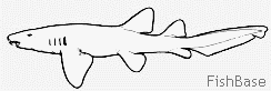 Requin nourrice Requin nourrice
