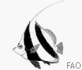 Poisson cocher Poisson cocher