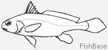 Corb, Chevalier Corb, Chevalier