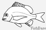 Dorade Dorade