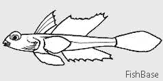 Dragonnet Dragonnet
