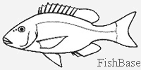 Poisson empereur Poisson empereur