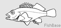 Poisson épervier ou faucon Poisson épervier ou faucon