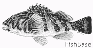Poisson faucon Poisson faucon
