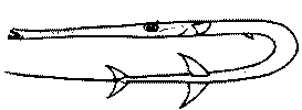 Poisson-flûte Poisson-flûte