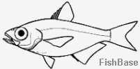 Poisson-hachette Poisson-hachette
