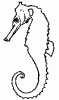 Hippocampe Hippocampe