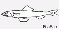Poisson-Lézard Poisson-Lézard