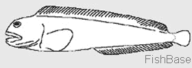 Loup de mer Loup de mer
