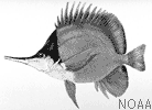 Poisson-papillon à long bec Poisson-papillon à long bec