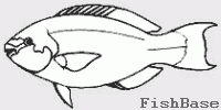 Poissons perroquet Poissons perroquet