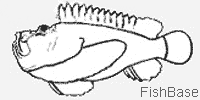 Poisson pierre Poisson pierre