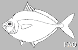 Poisson poney Poisson poney
