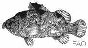 Poisson savon Poisson savon