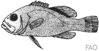 Poisson savon Poisson savon