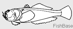 Uranoscope Uranoscope