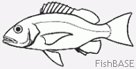 Vivaneau Vivaneau