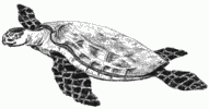 Tortue à carapace Tortue à carapace