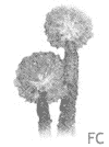 Eponge pompon Eponge pompon