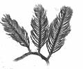 Plumes Plumes