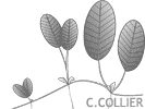 Herbe en feuille Herbe en feuille