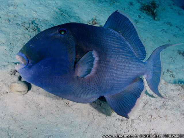 Pseudobalistes fuscus - baliste vermiculé Pseudobalistes fuscus - baliste vermiculé