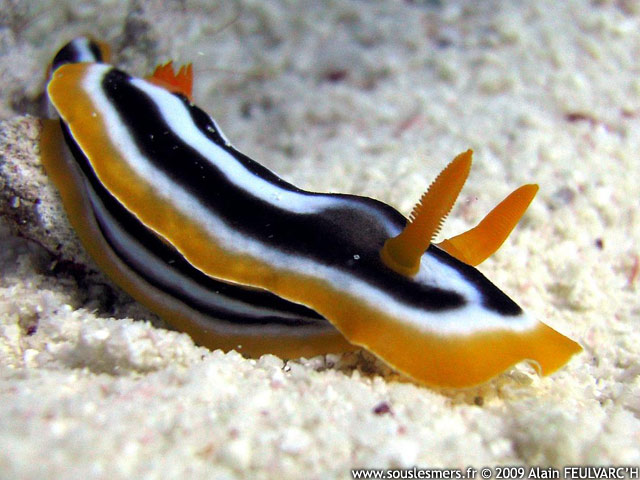 Chromodoris quadricolor - doris à quatre couleurs Chromodoris quadricolor - doris à quatre couleurs