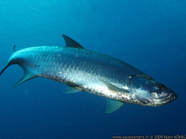Megalops atlanticus - tarpon d'Atlantique Megalops atlanticus - tarpon d'Atlantique