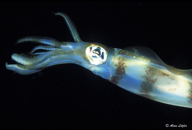 Sepioteuthis lessoniana - calmar de récif Sepioteuthis lessoniana - calmar de récif