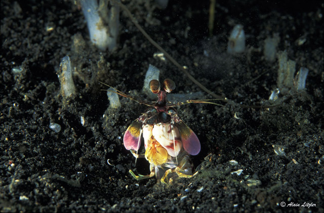 Odontodactylus latirostris - petite squille multicolore Odontodactylus latirostris - petite squille multicolore