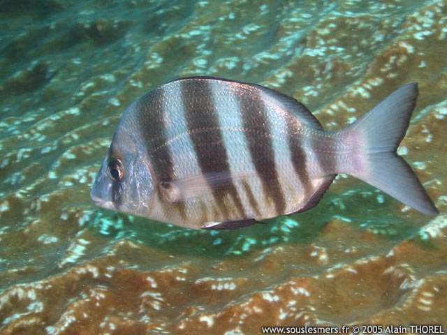 Diplodus hottentotus - sar zébré Diplodus hottentotus - sar zébré