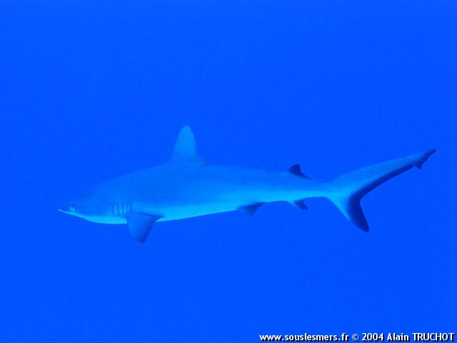 Carcharhinus amblyrhynchos - requin gris de récif Carcharhinus amblyrhynchos - requin gris de récif
