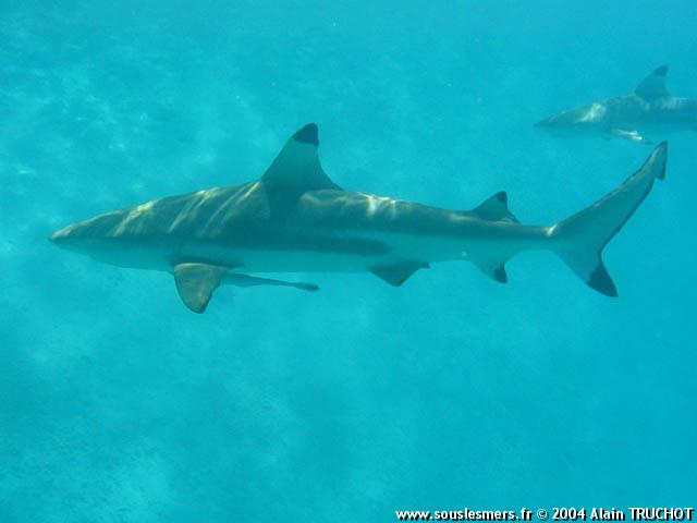 Carcharhinus melanopterus - requin pointes noires Carcharhinus melanopterus - requin pointes noires