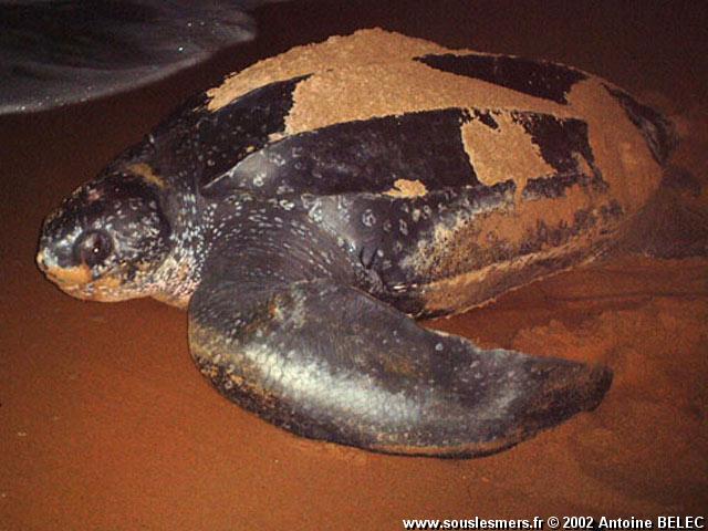 Dermochelys coriacea - tortue luth Dermochelys coriacea - tortue luth