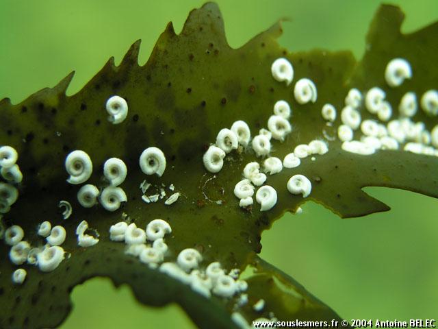 Spirorbis borealis - spirorbe Spirorbis borealis - spirorbe