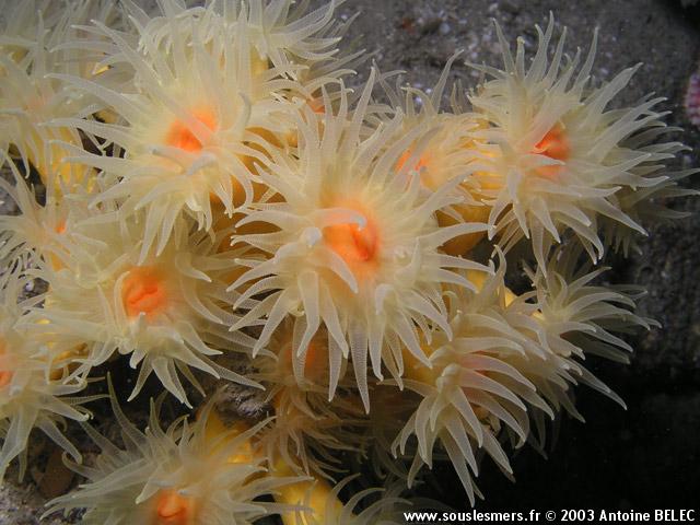 Dendrophyllia cornigera - corail jaune Dendrophyllia cornigera - corail jaune